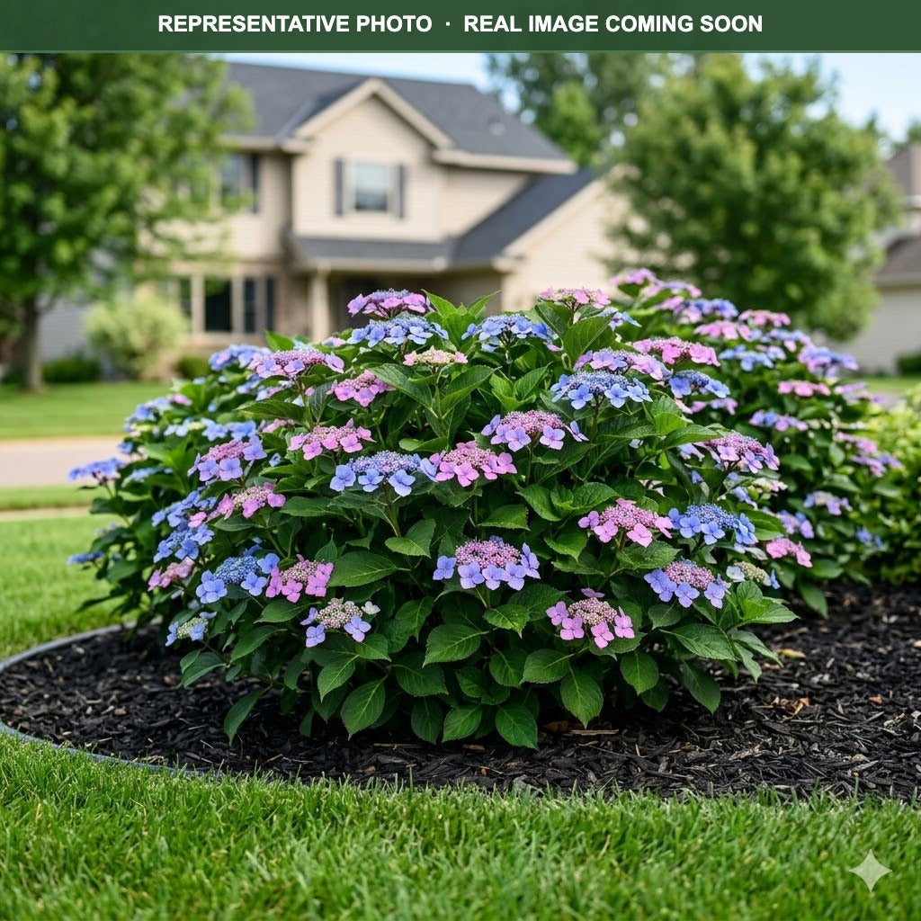 Endless Summer Twist-n-Shout Hydrangea (Hydrangea macrophylla) — Shoreview, MN