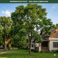 Espresso Kentucky Coffeetree (Gymnocladus dioicus) — Maple Grove, MN