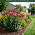 Euphoria Ruby Joe Pye Weed (Eutrochium) — Edina, MN