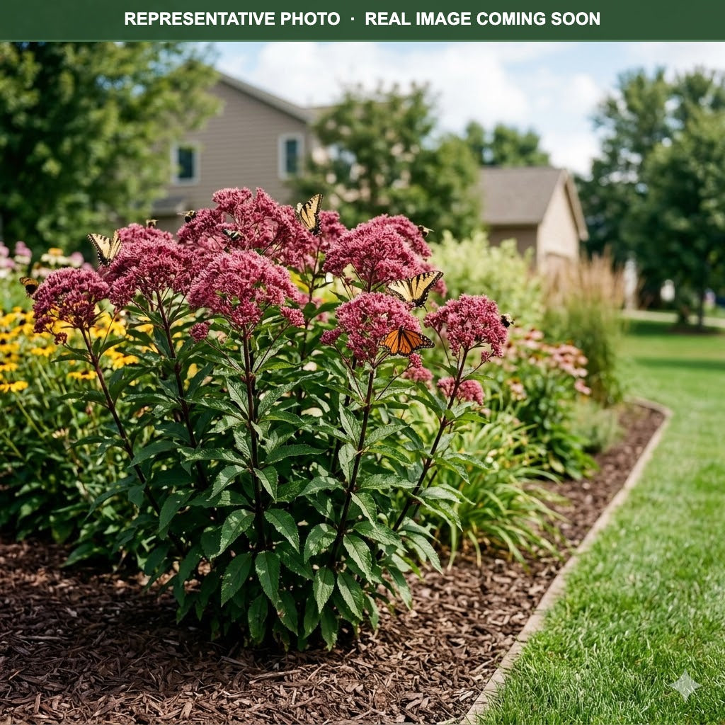 Euphoria Ruby Joe Pye Weed (Eutrochium) — Edina, MN