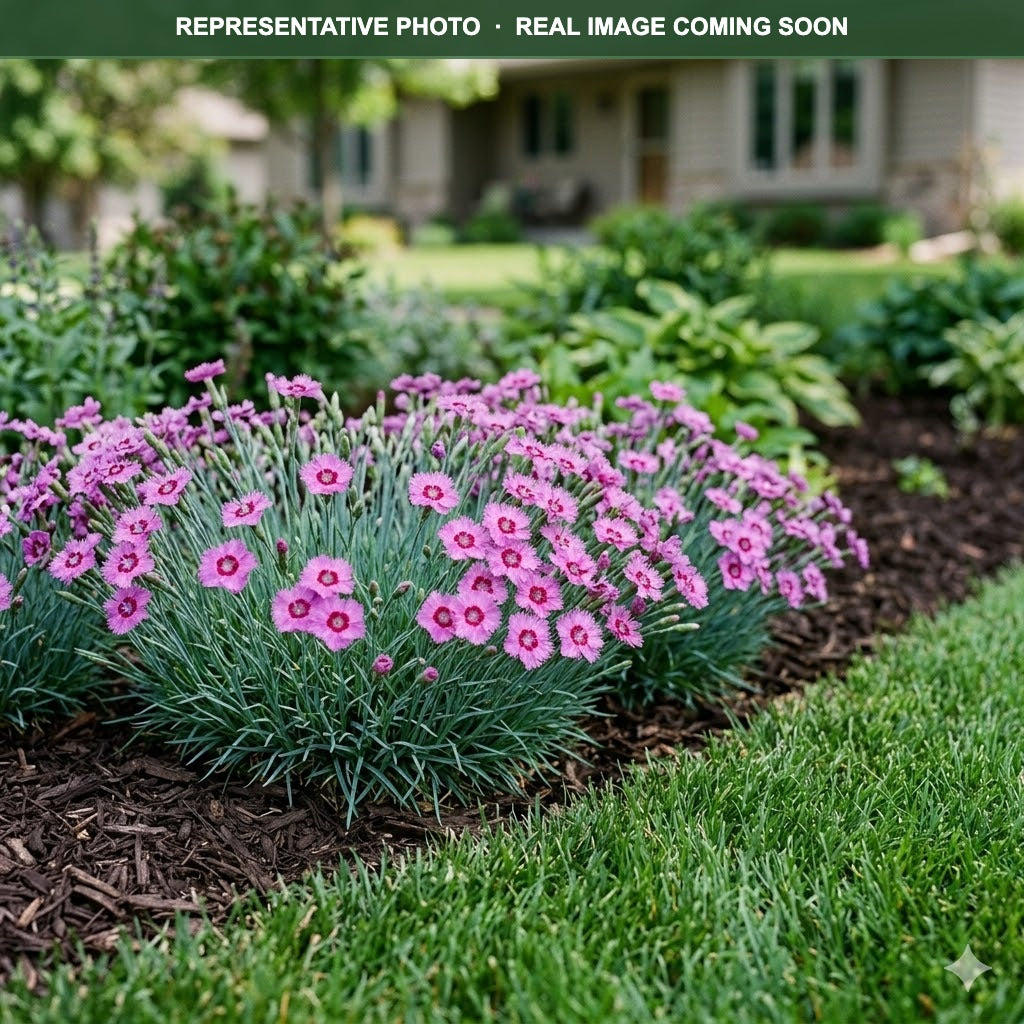 Everlast Orchid Dianthus (Dianthus) bloom detail — Minnetonka, MN