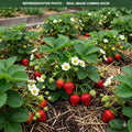 Eversweet Strawberry plants (Fragaria × ananassa) — St. Paul, MN