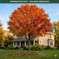 Fall Fiesta Sugar Maple (Acer saccharum) — Shoreview, MN