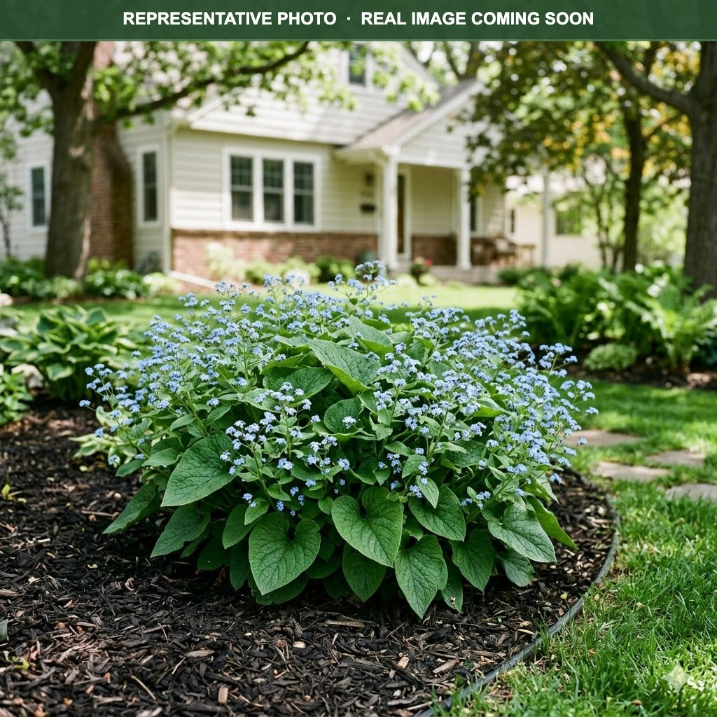 False Forget-Me-Not Brunnera (Brunnera macrophylla) — Woodbury, MN