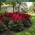 Fanal Astilbe (Astilbe) — Eden Prairie, MN