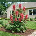 Fiesta Time Hollyhock (Alcea rosea) — Plymouth, MN