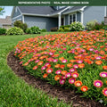 Fire Spinner Ice Plant (Delosperma) — Eden Prairie, MN