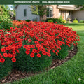 Fire Star Improved Dianthus (Dianthus) — Maple Grove, MN