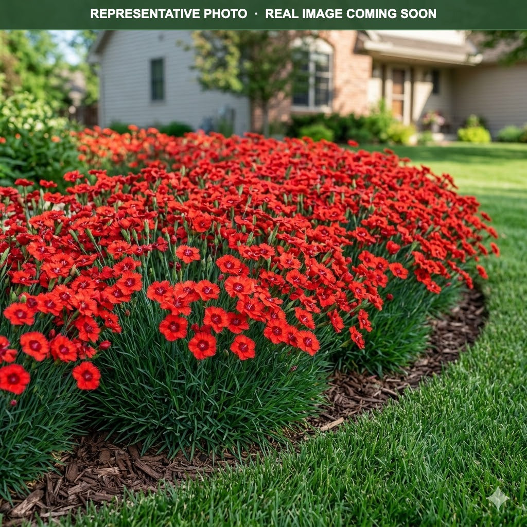 Fire Star Improved Dianthus (Dianthus) — Maple Grove, MN