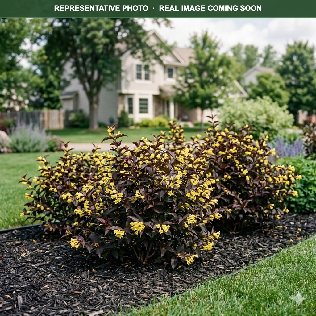 Firefly Diervilla (Diervilla) — Burnsville, MN