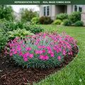 Firewitch Dianthus (Dianthus) — Bloomington, MN