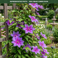 Fireworks Clematis (Clematis) — Wayzata, MN
