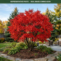 Flame Amur Maple (Acer ginnala) — Burnsville, MN