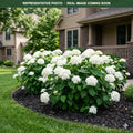 Flowerfull Hydrangea (Hydrangea) — Maplewood, MN