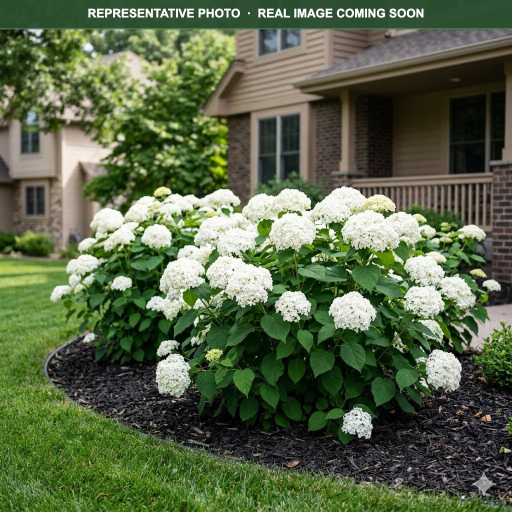 Flowerfull Hydrangea (Hydrangea) — Maplewood, MN