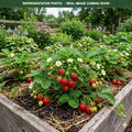 Fort Laramie Strawberry plants (Fragaria × ananassa) — Edina, MN