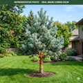 French Blue Scotch Pine (Pinus sylvestris) — Lakeville, MN