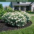 Fritsch Spirea (Spiraea fritschiana) — Wayzata, MN