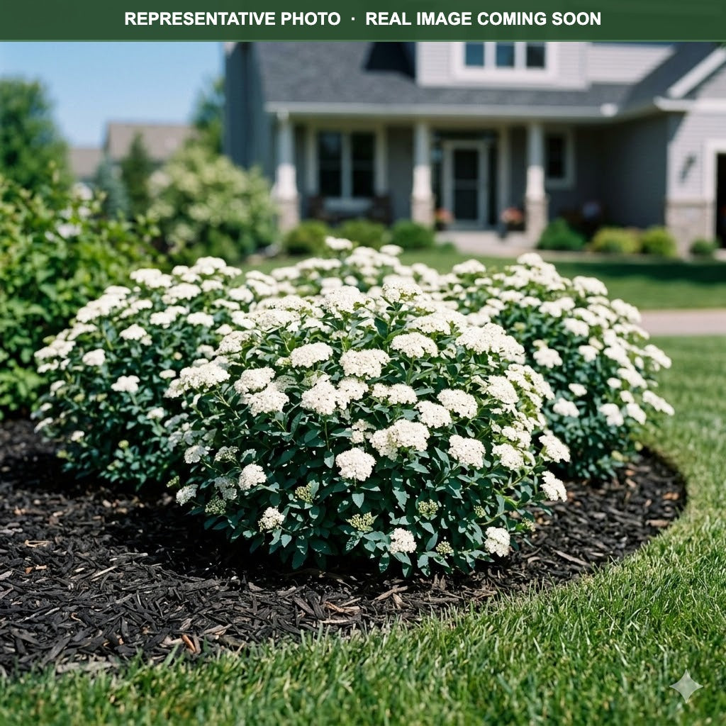 Fritsch Spirea (Spiraea fritschiana) — Wayzata, MN