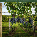 Frontenac Grape (Vitis) — Minnetonka, MN