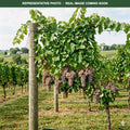 Frontenac Gris Grape (Vitis) — Woodbury, MN