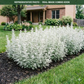 Garden Ghost Artemisia (Artemisia) — Shoreview, MN
