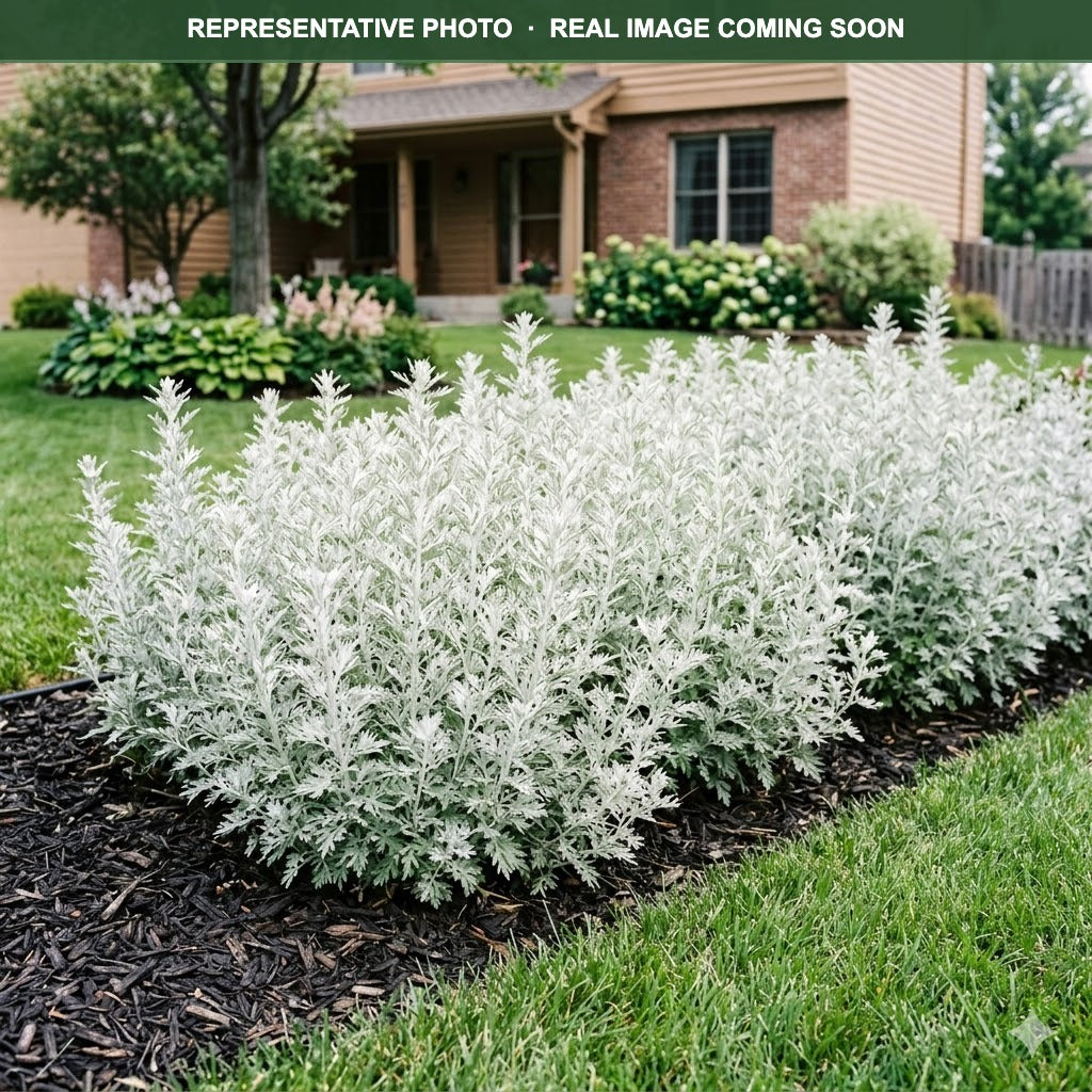 Garden Ghost Artemisia (Artemisia) — Shoreview, MN