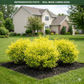 Garden Glow Dogwood (Cornus hessei) — Chanhassen, MN