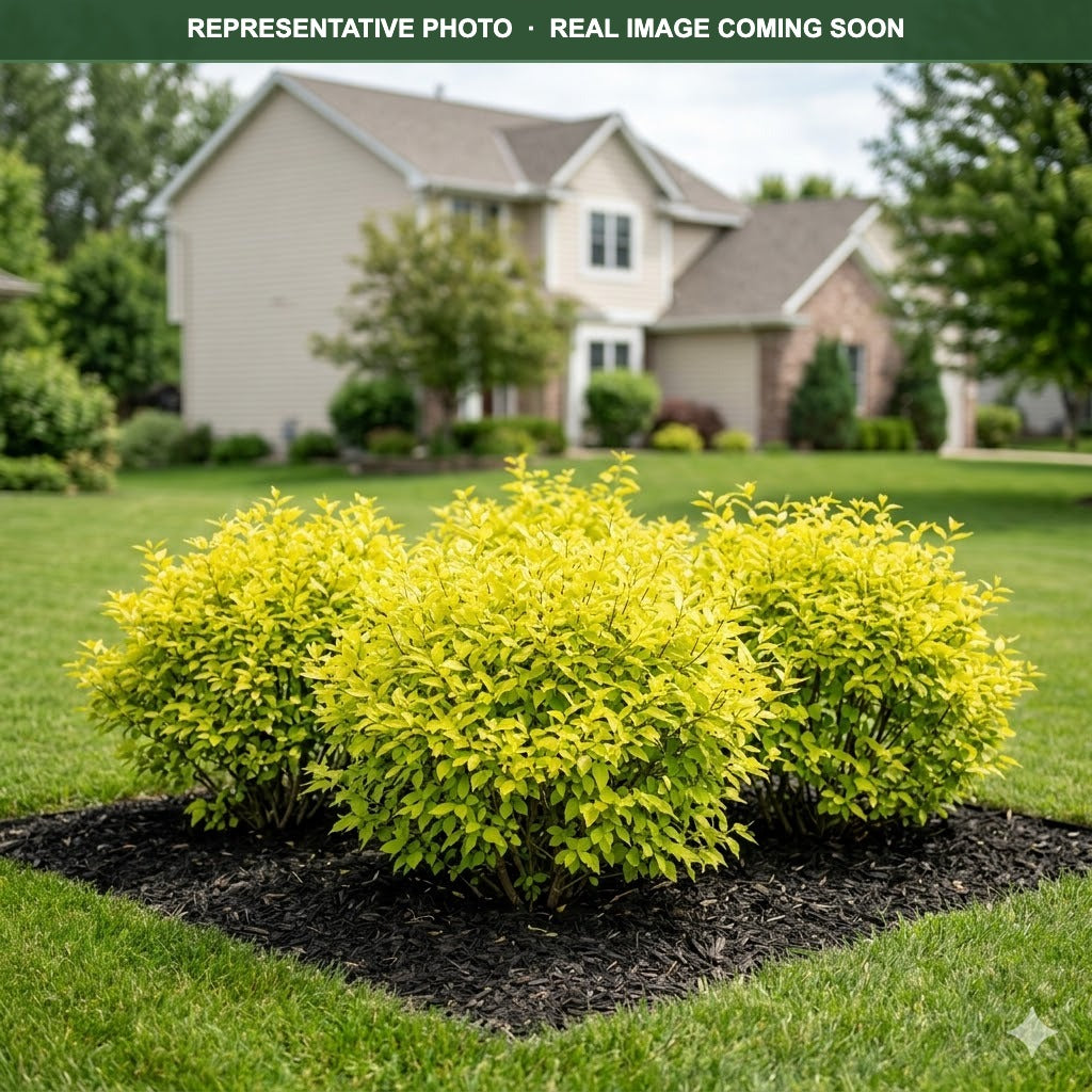 Garden Glow Dogwood (Cornus hessei) — Chanhassen, MN