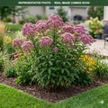 Gateway Joe Pye Weed (Eutrochium) — Burnsville, MN