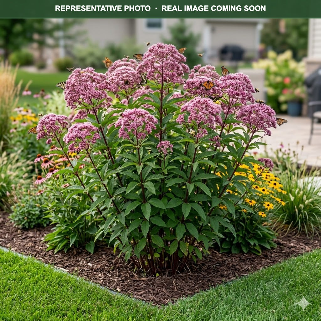 Gateway Joe Pye Weed (Eutrochium) — Burnsville, MN