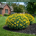 Gemo Hypericum (Hypericum kalmianum) — Minneapolis, MN