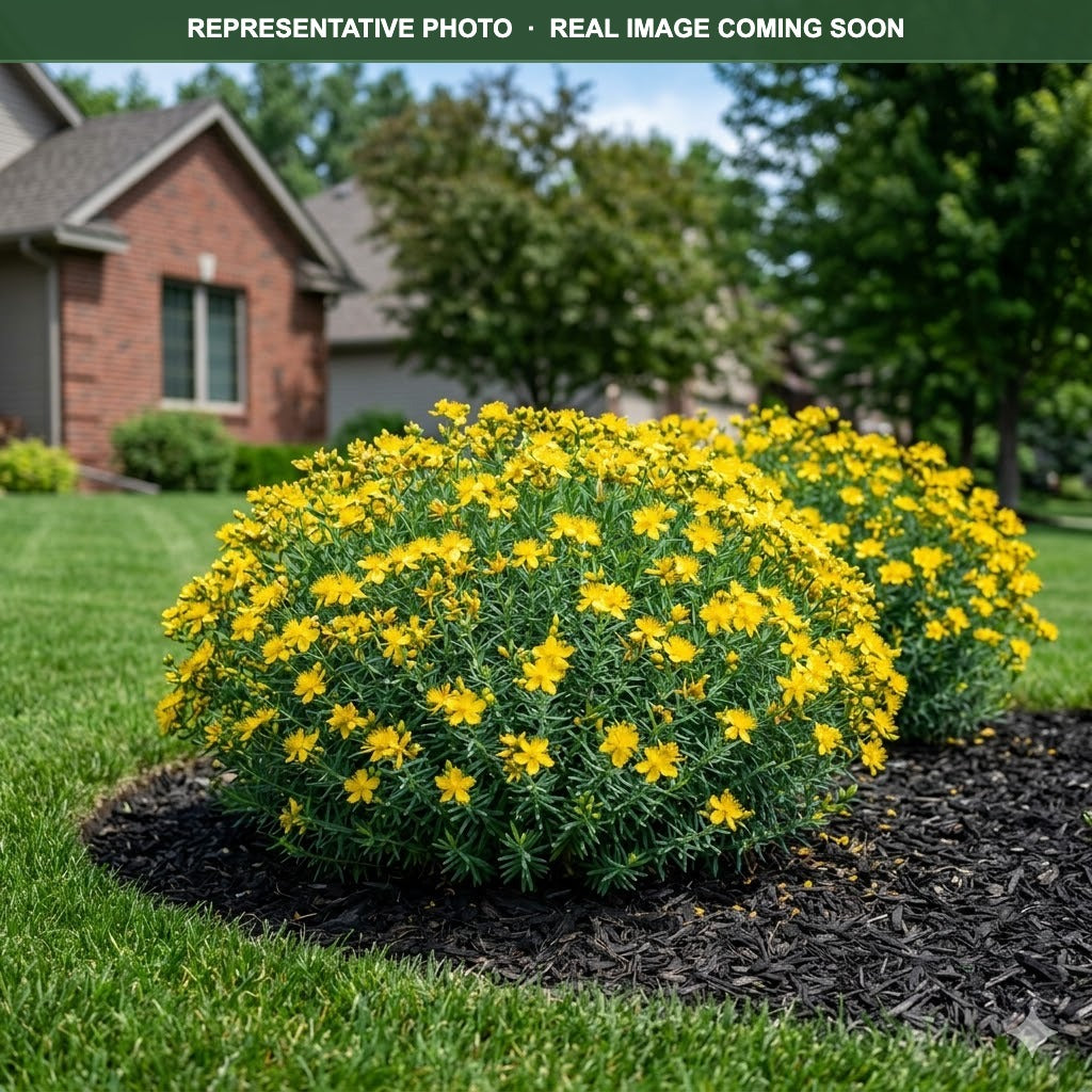 Gemo Hypericum (Hypericum kalmianum) — Minneapolis, MN