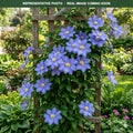 General Sikorski Clematis (Clematis) — Chanhassen, MN