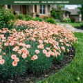 Georgia Peach Pie Dianthus (Dianthus) — Maplewood, MN