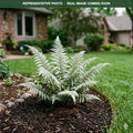 Ghost Fern (Athyrium) — Wayzata, MN
