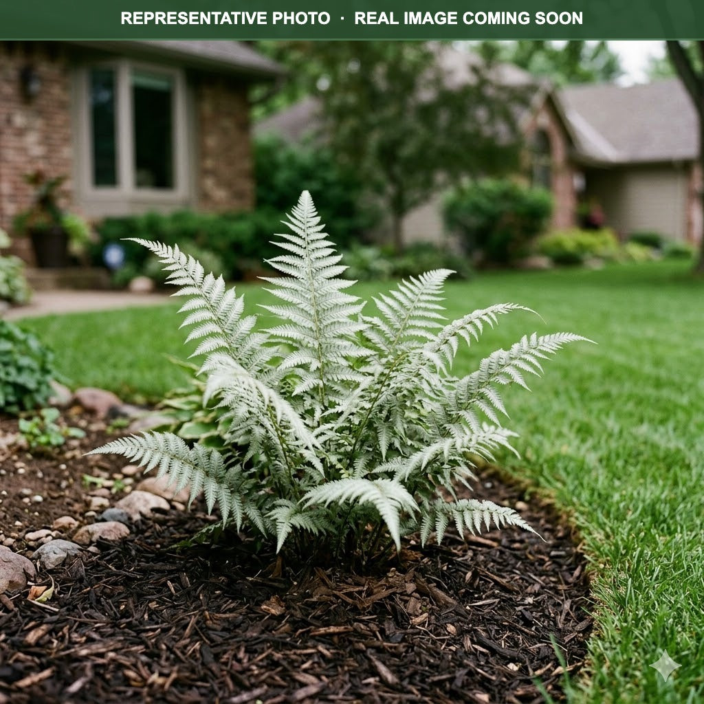 Ghost Fern (Athyrium) — Wayzata, MN