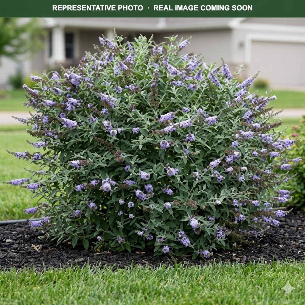 Glass Slippers Butterfly Bush (Buddleia) — St. Paul, MN