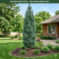 Glauca Swiss Stone Pine (Pinus cembra) — Maplewood, MN