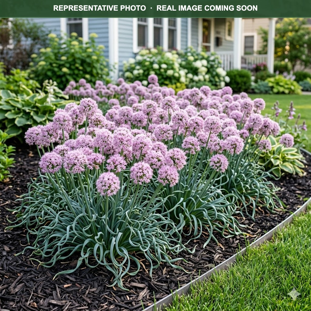 Glaucum Allium (Allium) — Chanhassen, MN