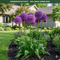 Globemaster Allium (Allium) — Minneapolis, MN