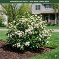 Glossy Black Aronia (Aronia melanocarpa) — Edina, MN