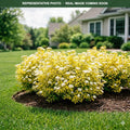 Glow Girl Spirea (Spiraea betulifolia) — Minnetonka, MN