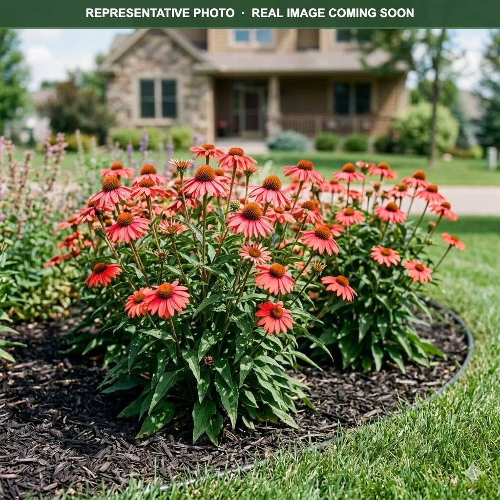 Glowing Dream Coneflower (Echinacea) — St. Paul, MN