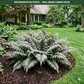 Godzilla Fern (Athyrium) — Minnetonka, MN