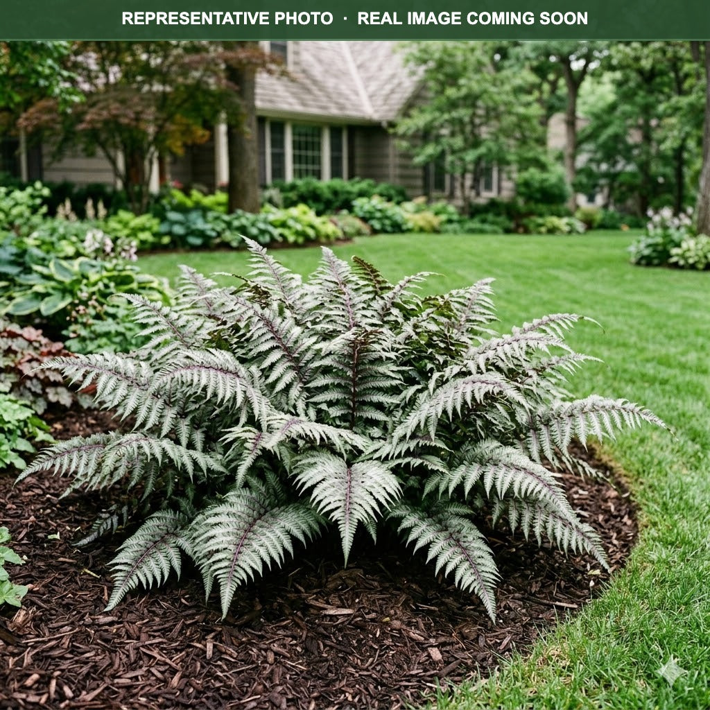 Godzilla Fern (Athyrium) — Minnetonka, MN
