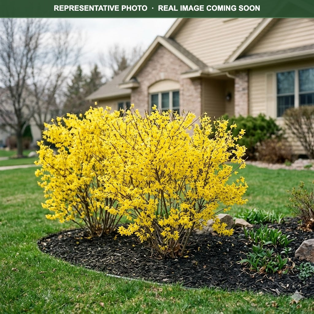 Gold Cluster Forsythia (Forsythia) — Woodbury, MN