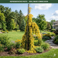Gold Drift Weeping Norway Spruce (Picea abies) — Wayzata, MN