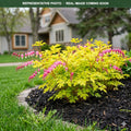 Gold Heart Bleeding Heart (Lamprocapnos spectabilis) — Woodbury, MN