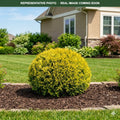 Golden Globe Arborvitae (Thuja occidentalis) — Minneapolis, MN
